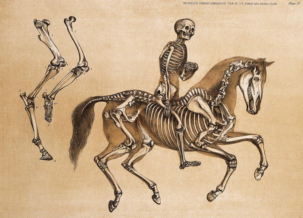 Skeletal structure of a man riding a horse. Lithograph by Benjamin Waterhouse Hawkins, 1860. AKG10396695 © akg-images / Science Source