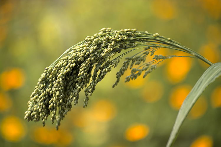 Little Millet