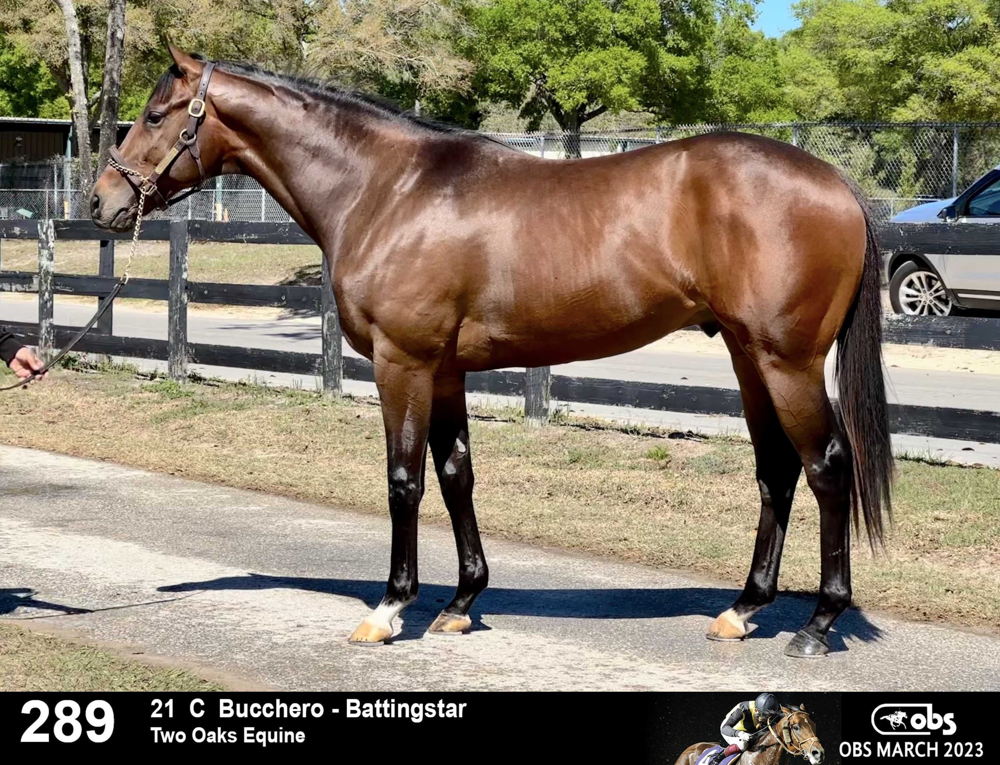 Mattingly (Photo courtesy of OBS March 2023) 