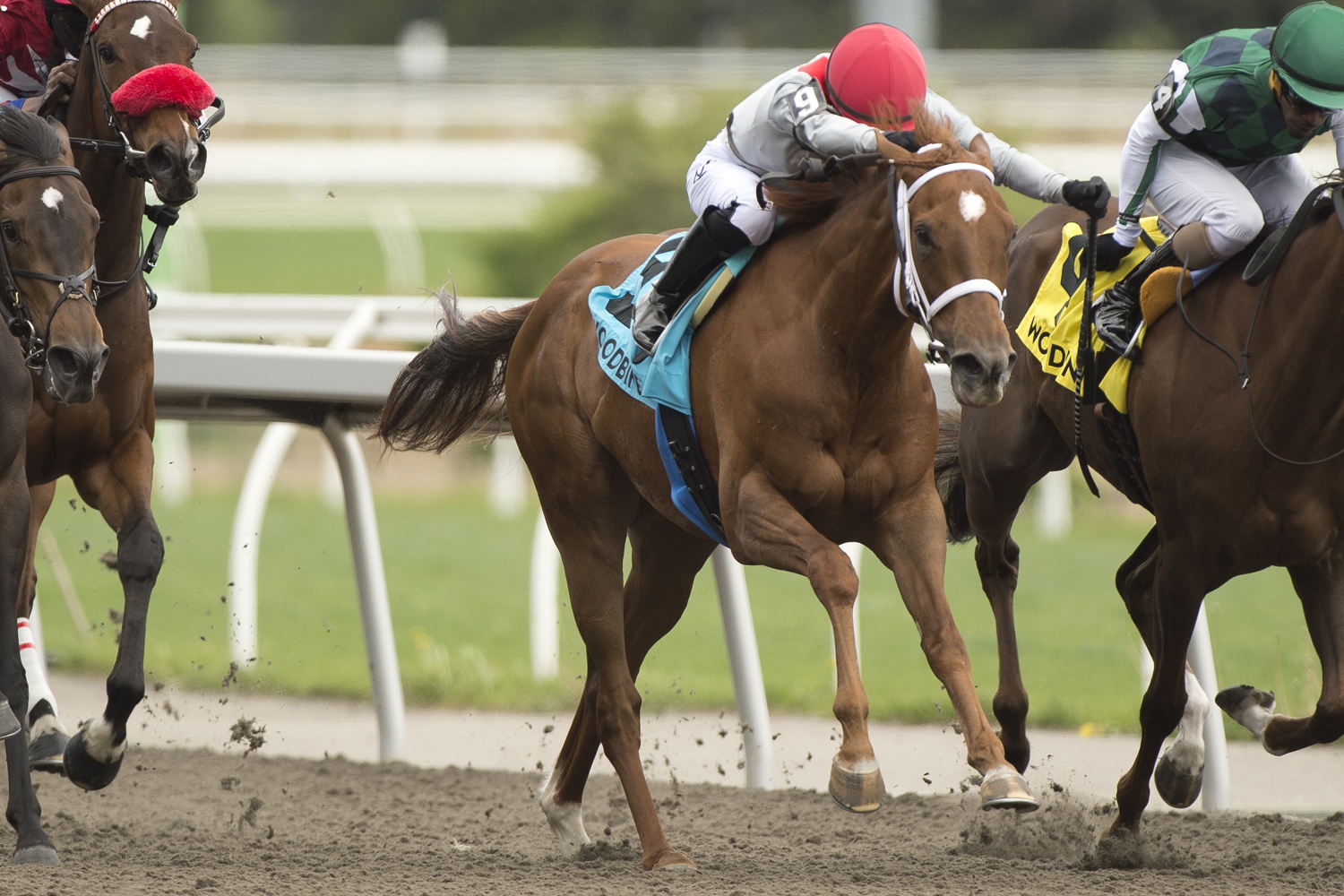 Brindi (IRE) and jockey Sofia Vives winning the Ruling Angel Stakes on May 17, 2025 at Woodbine (Michael Burns Photo)