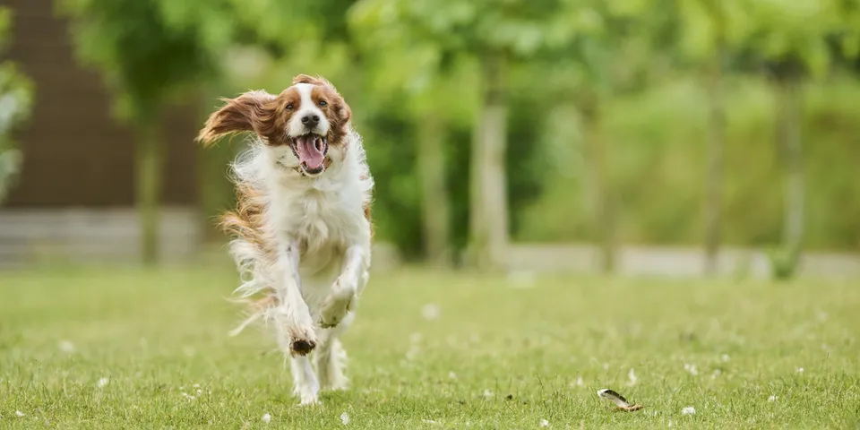 Weekend vol actie en ontspanning met je hond