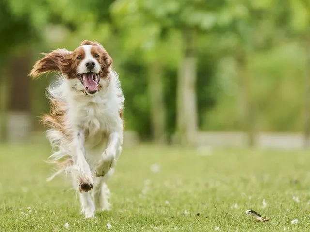 Weekend vol actie en ontspanning met je hond