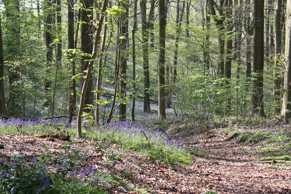Heynsdaelebos