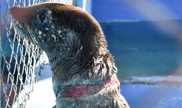 Preocupación por el aumento de casos de lobos marinos afectados por redes de pesca y zunchos plásticos