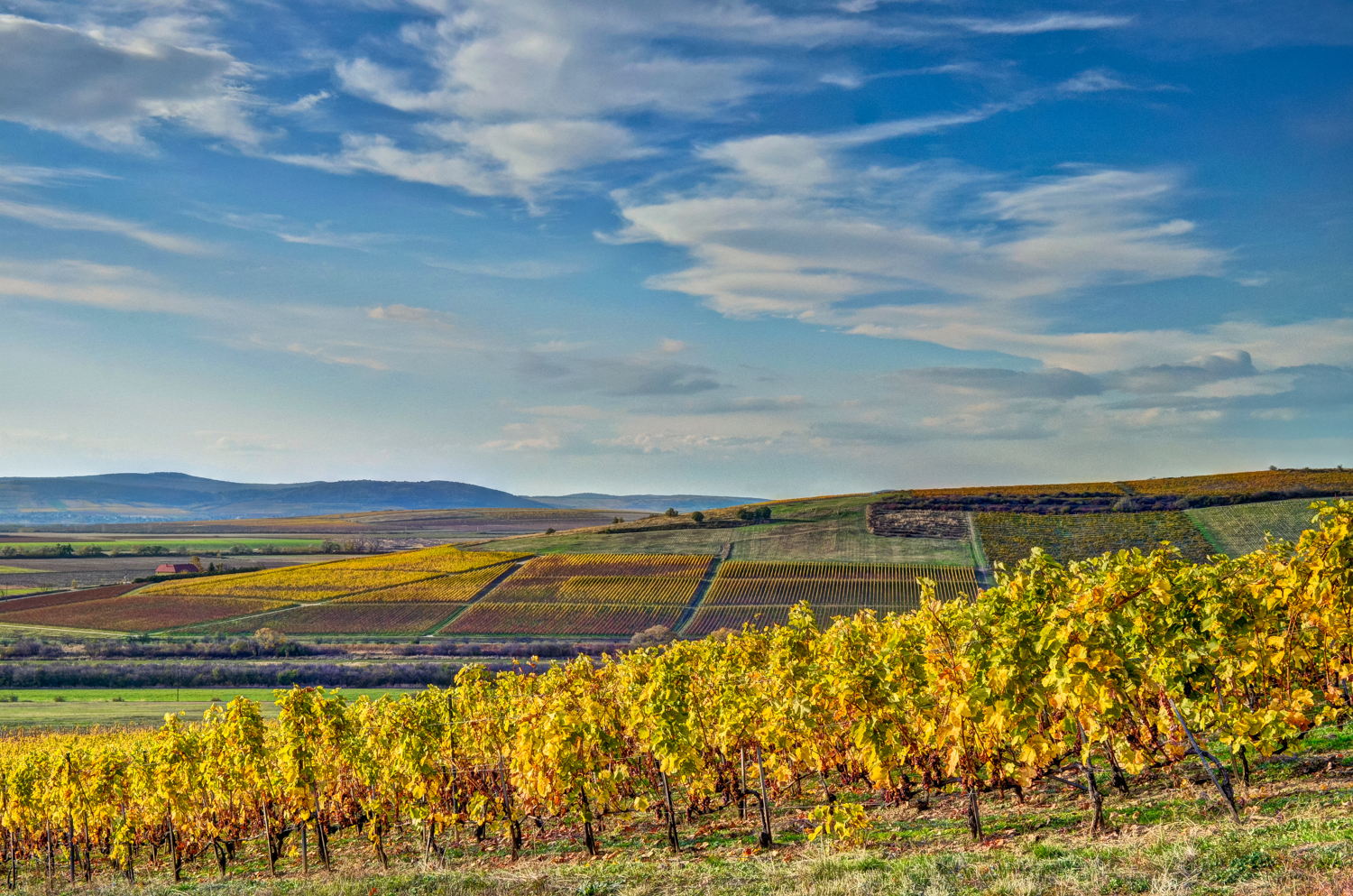 Tokaj_Mad_wine
