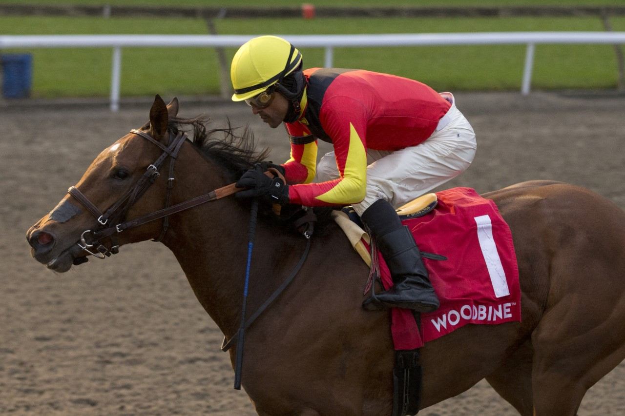Aubrieta with Patrick Husbands run with confidence to capture the Glorious Song Stakes on October 30 at Woodbine. (Michael Burns Photo)