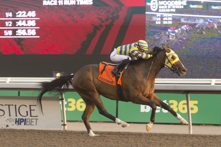 Patches O'Houlihan and jockey Sofia Vives winning the Branded Cities Vigil Stakes (G3) on September 14, 2024 at Woodbine (Michael Burns Photo)