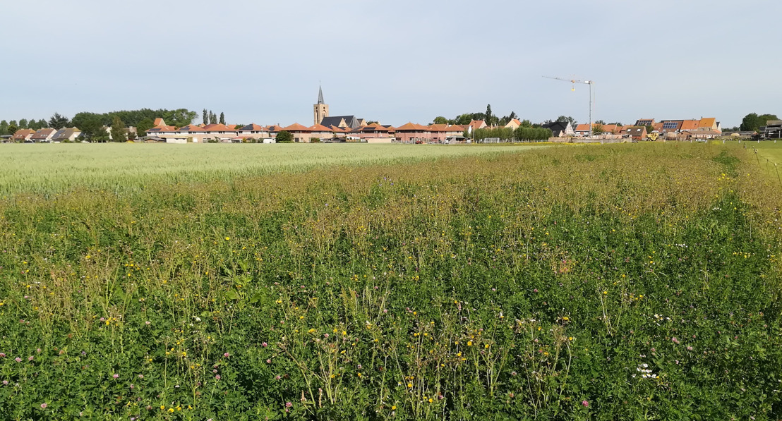 Bloemenstroken langs de Frontzate voor zeldzame grashommel