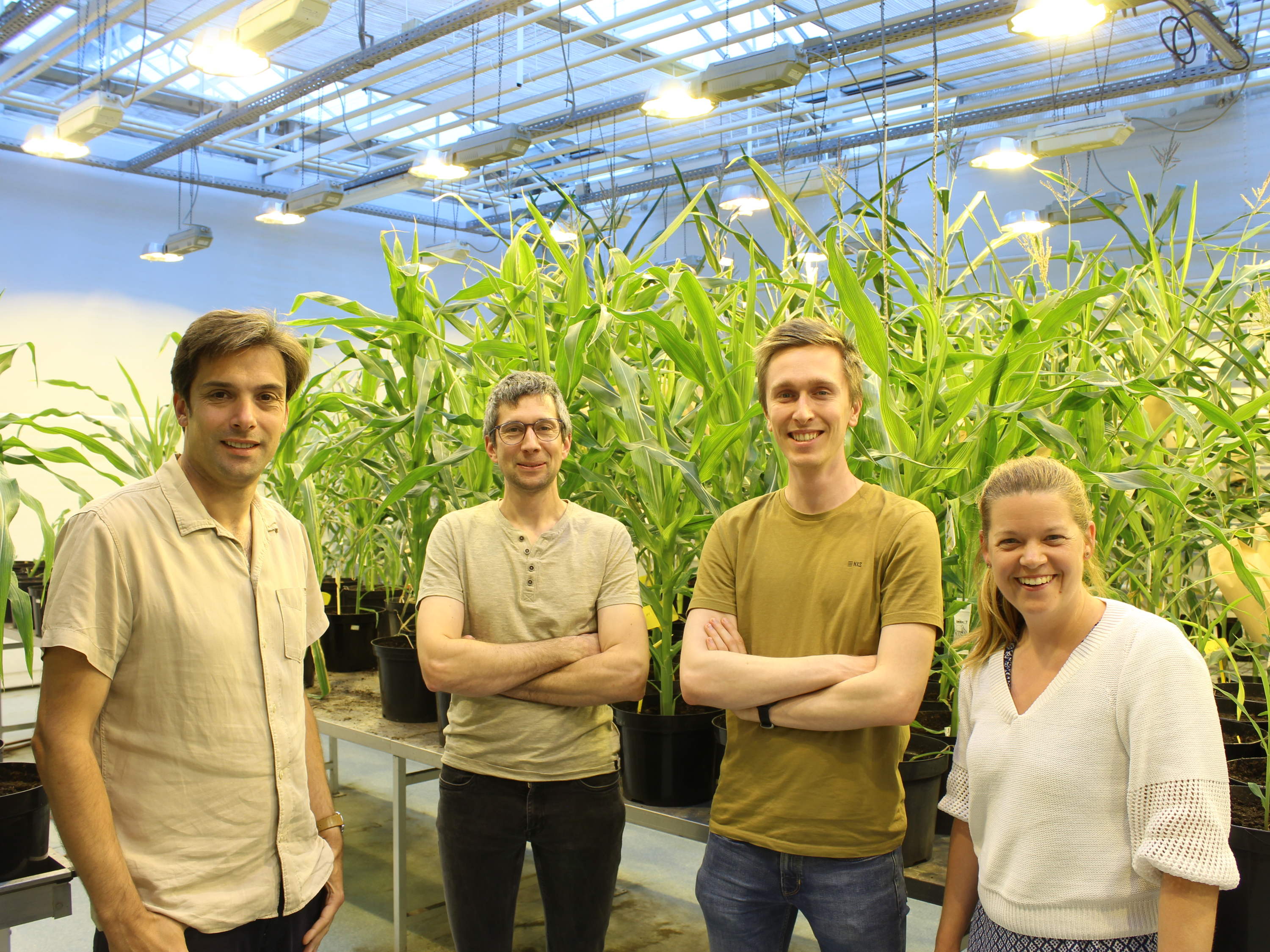 Improving transformation frequency in maize 