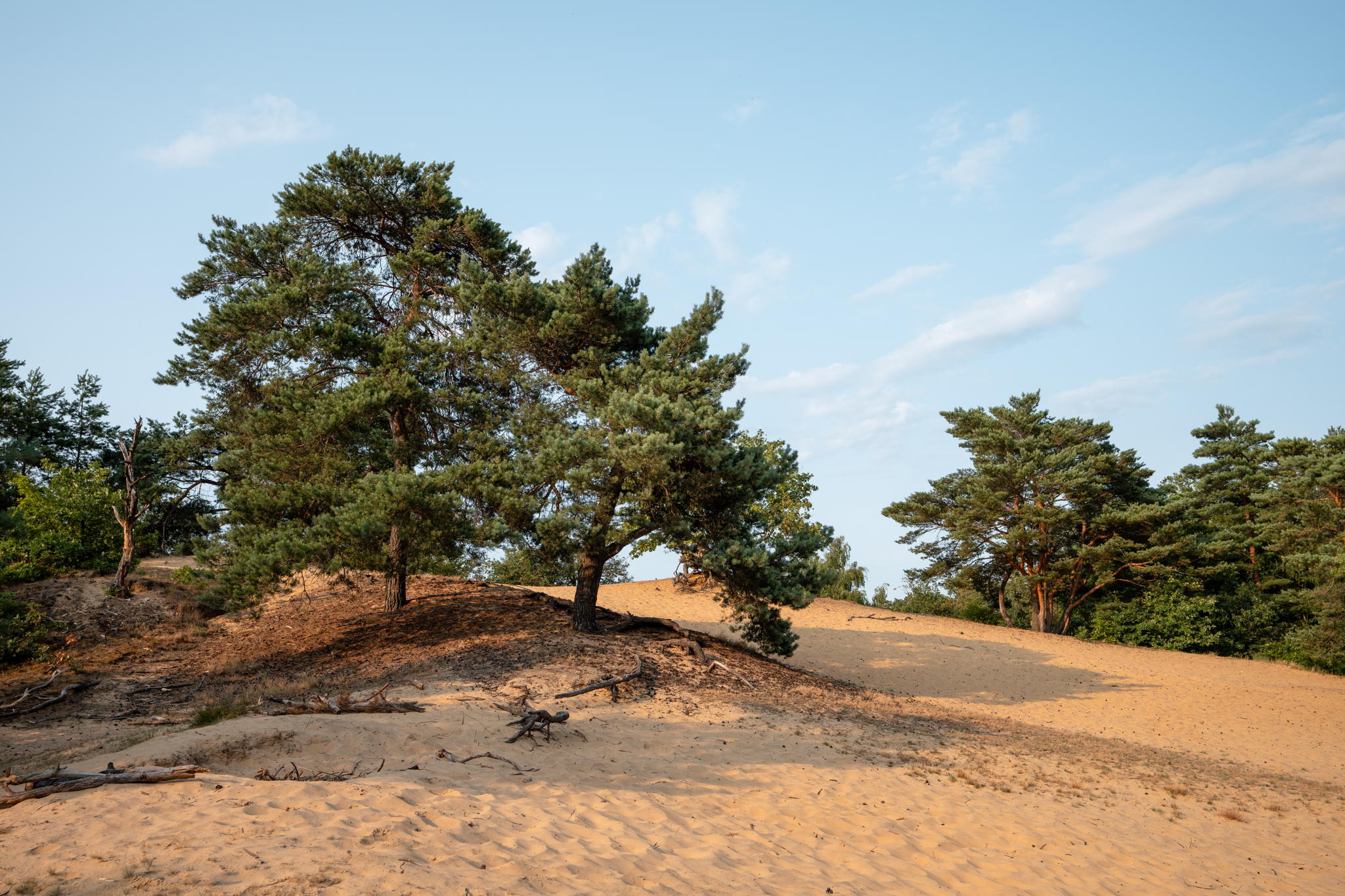 Nationaal Park Hoge Kempen - Duinengordel Oudsberg ©BjornSnelders