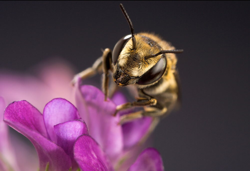 An alfalfa leafcutting bee (Megachile rotundata). AKG8124901 © akg-images / Nature Source/SCIENCE SOURCE