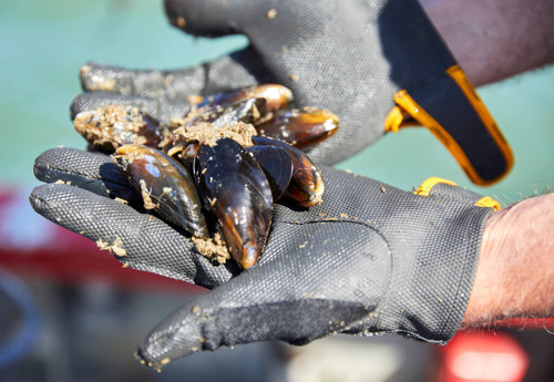 Colruyt Group harvests first Belgian mussels from its commercial sea farm