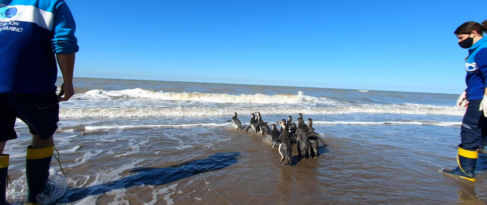 14 pingüinos magallánicos rescatados regresaron al mar para retomar su viaje migratorio