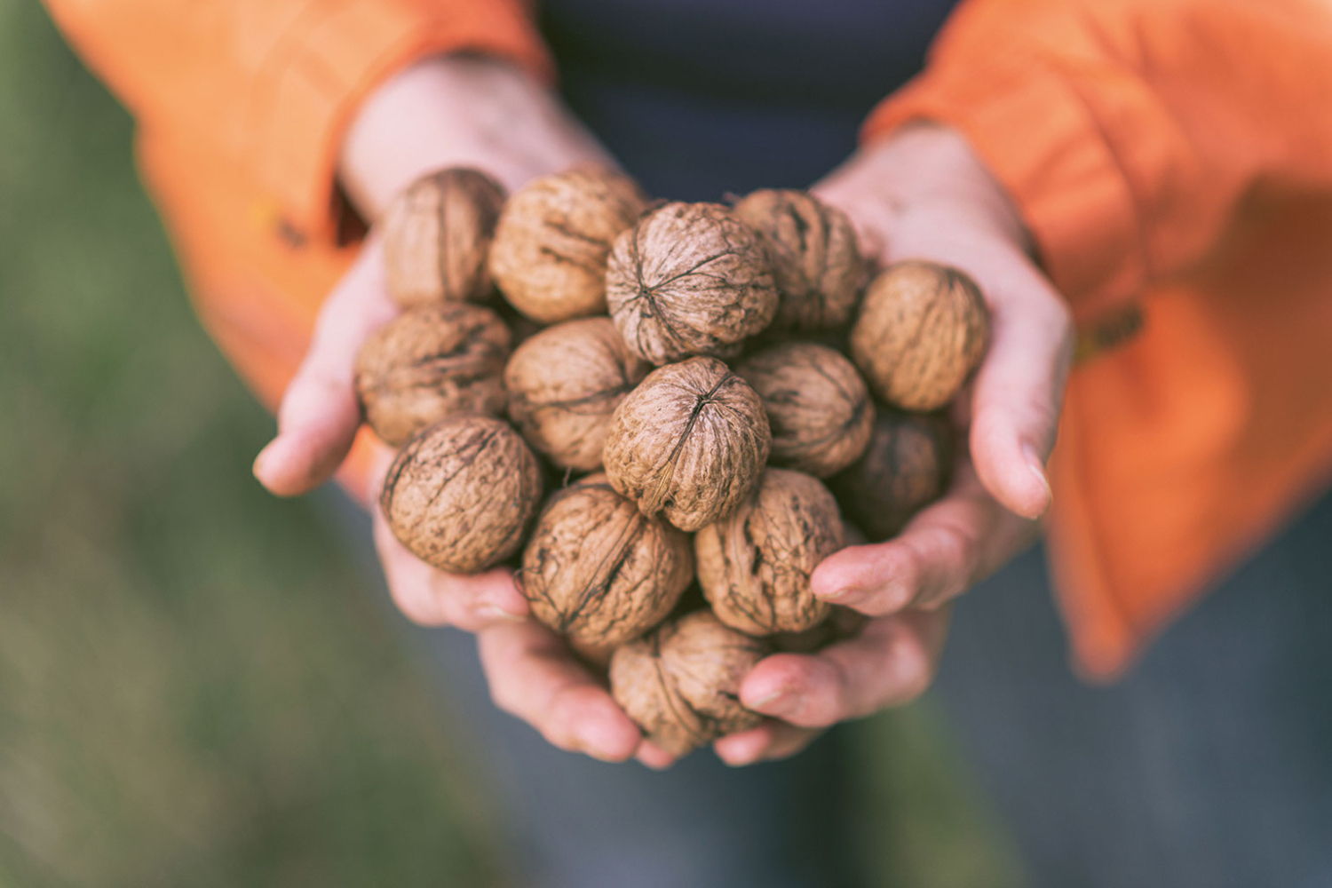 Op zoek naar 5.000 kg walnoten voor sociale ateliers