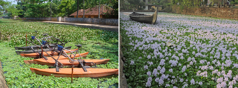 Water hyacinth infested channels in Alleppey (photo credit: Prof: Nagendra Prabdhu, SD College, Alleppey, Kerala, India)