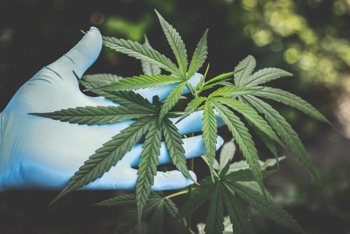 Preview: Schmerzlinderung mit medizinischem Cannabis bleibt umstritten: Die Risiken sind erheblich größer als die therapeutische Wirkung