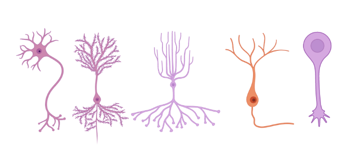 There are many different types of neurons in the brain – over 30 in fact! Cartoon created with Biorender.com
