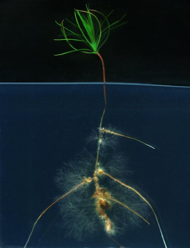 Jeune sapin avec des filaments mycorhiziens autour des racines © Laura Coninx