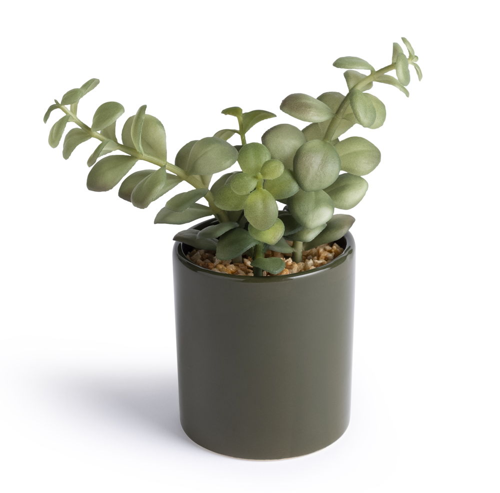 Habitat Citrine Large Succulent, £10