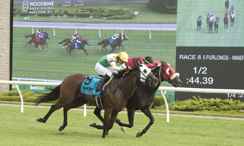 Sacred Dancer and jockey Sahin Civaci winning the Zadracarta Stakes on September 10, 2023 at Woodbine (Michael Burns Photo)