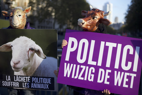 GAIA: Brusselse regering laat duizenden schapen en runderen lijden