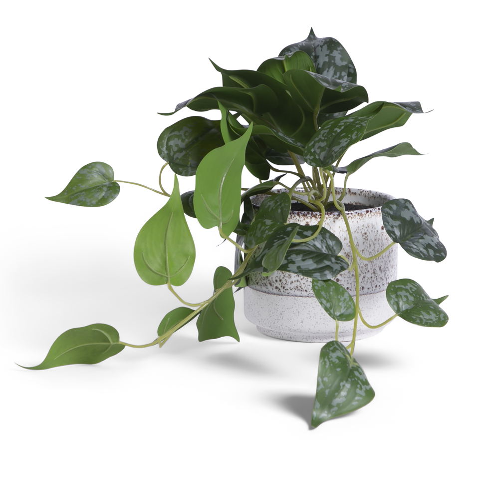 Habitat Satin Pothos Plant, £14