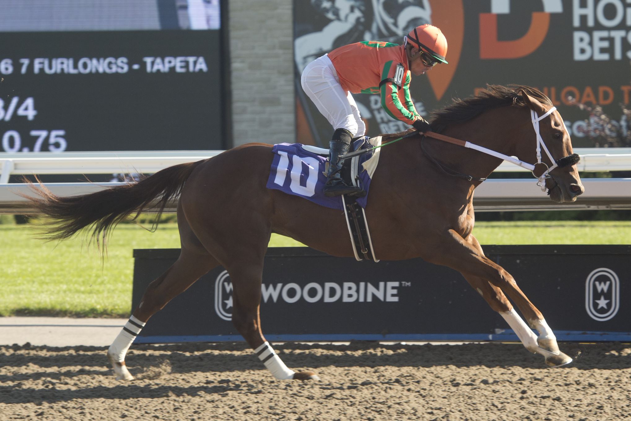 Hal and jockey Justin Stein winning a 7-furlong main track allowance race on October 2, 2022 at Woodbine (Michael Burns Photo)