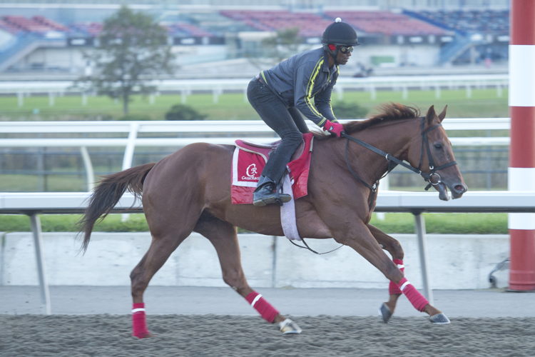 Paramount Prince preparing for the Breeders' Stakes at Woodbine (Michael Burns Photo) Paramount Prince preparing for the Breeders' Stakes at Woodbine (Michael Burns Photo)