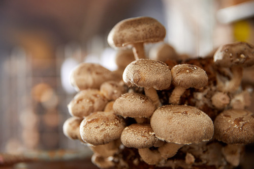 Colruyt Group tests, together with ECLO, the reuse of its own bread waste to grow mushrooms