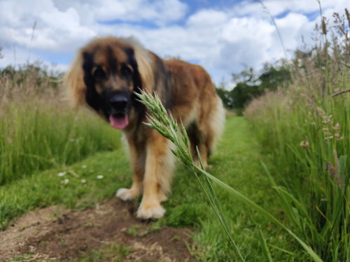 Oreilles d'herbe avec chien