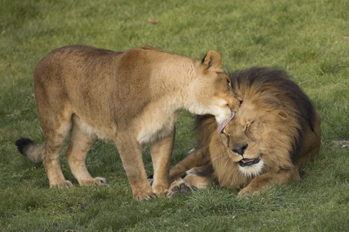 Kira & Kenya, de ouders