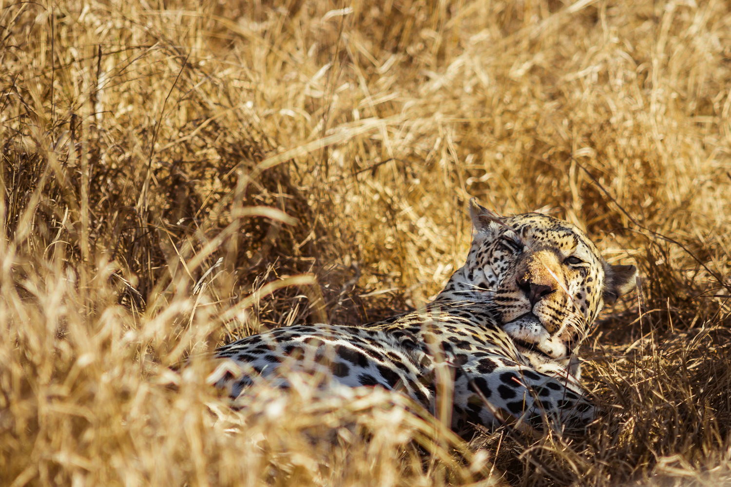 Een luipaard in Zuid-Afrika | © South African Tourism