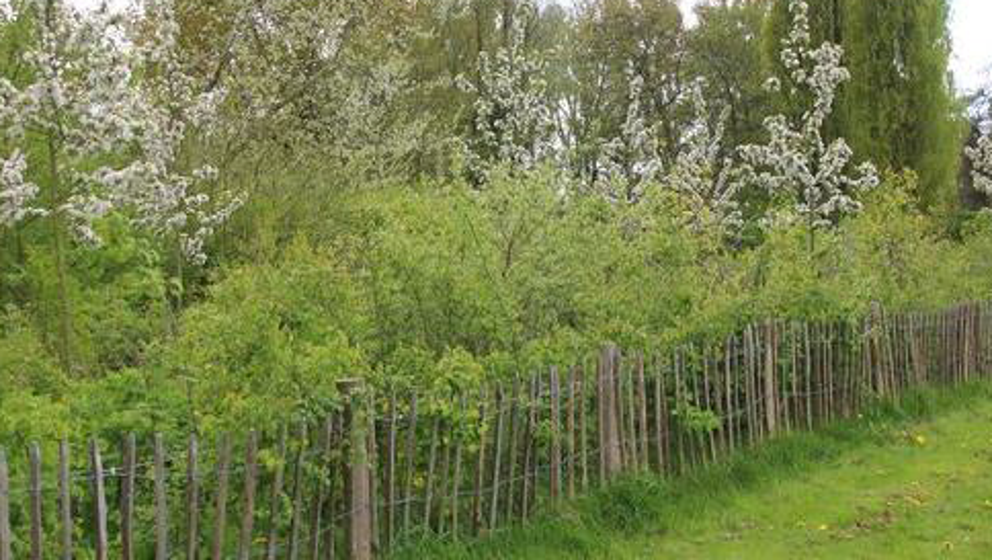 Leuven plant 2 buurtbossen, samen goed voor meer dan 2.000 bomen