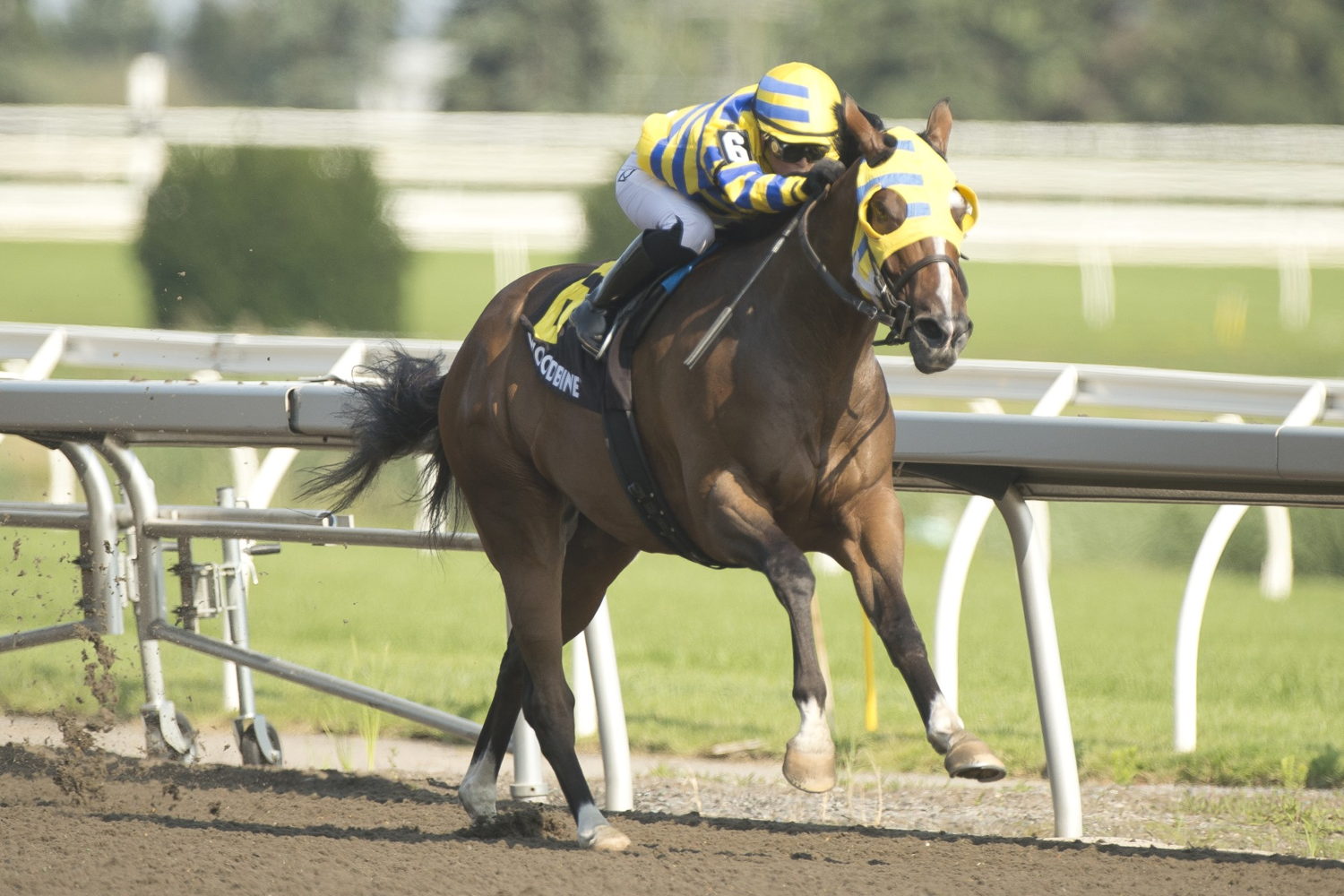 Patches O'Houlian winning Sunday's Pink Lloyd Stakes. (Michael Burns Photo)