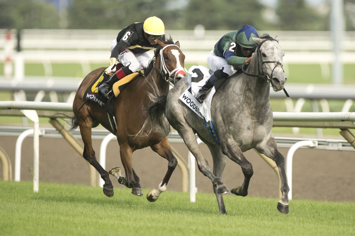 Implicated and Jockey Declan Cannon winning the Nassau Stakes (G2) on June 29, 2024 at Woodbine (Michael Burns Photo)