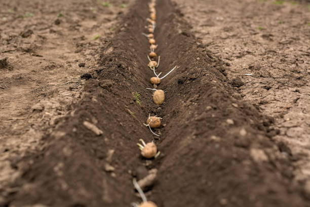 Seeds of Opportunity: The African Growth Series