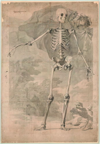 Jan Wandelaar, Preparatory drawing of a skeleton for Albinus, Tabulae sceleti et musculorum [Cat. 34], black chalk and grey wash, on paper, 1726 © University Library, Leyden, inv. BPL 1914 III.