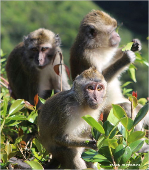 Cruelty Free International_Mauritius Wild Monkey (16)