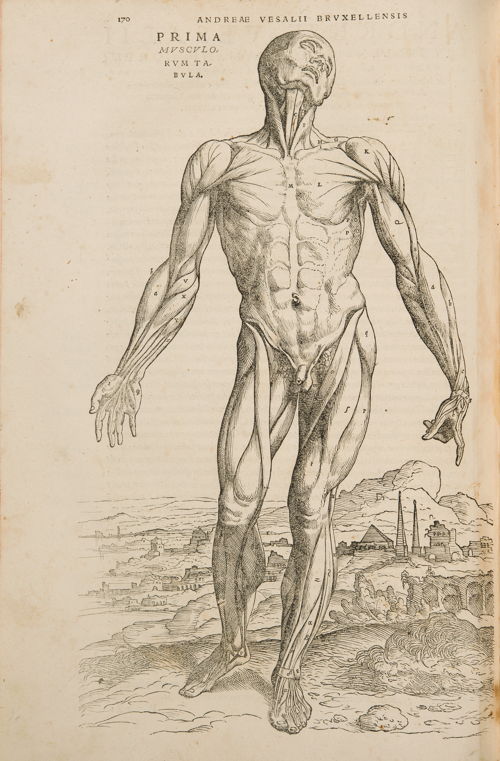 Spierman in: Andreas Vesalius, De Humani Corporis Fabrica Libri Septem, Basel, 1543 © KU Leuven, Universiteitsbibliotheek, inv. CaaC17 – Bruno Vandermeulen.