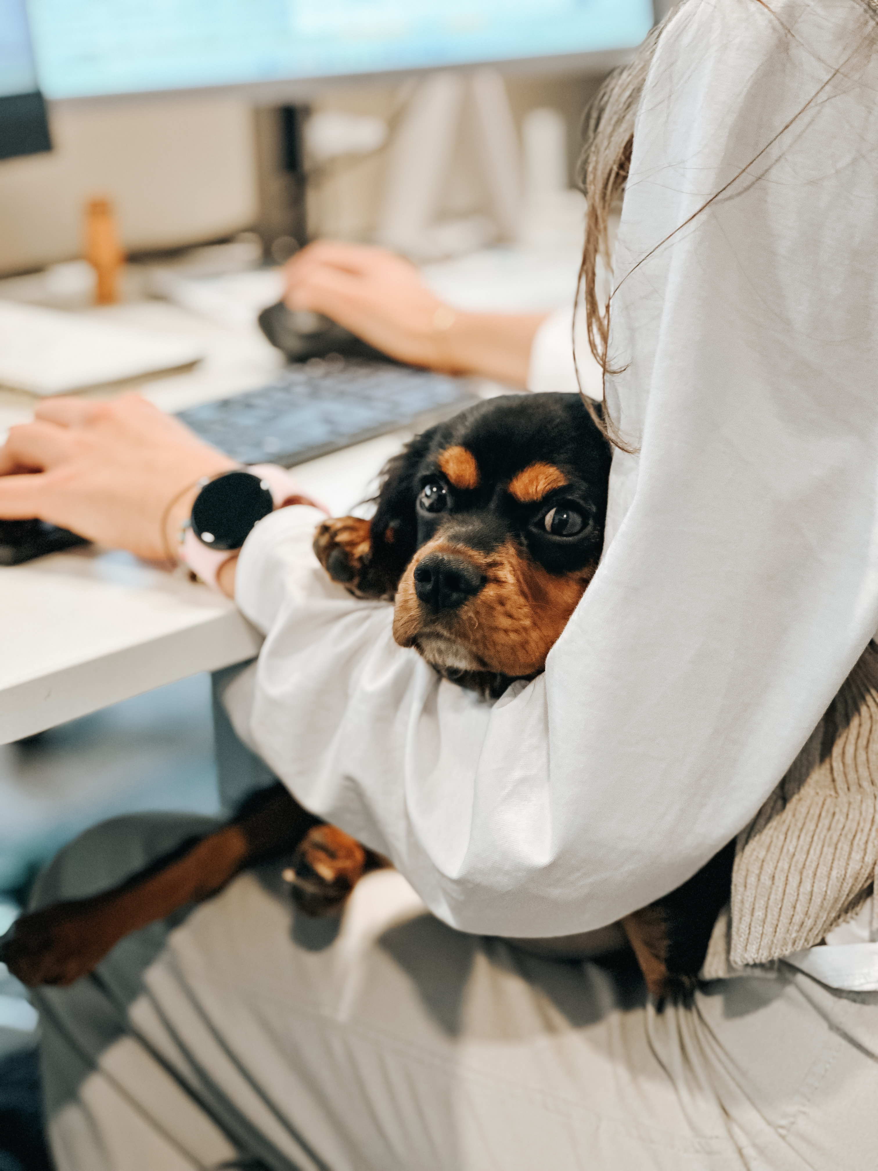 Honden op het werk: 87% van de bedrijven is overtuigd, maar er ontbreekt een duidelijk kader