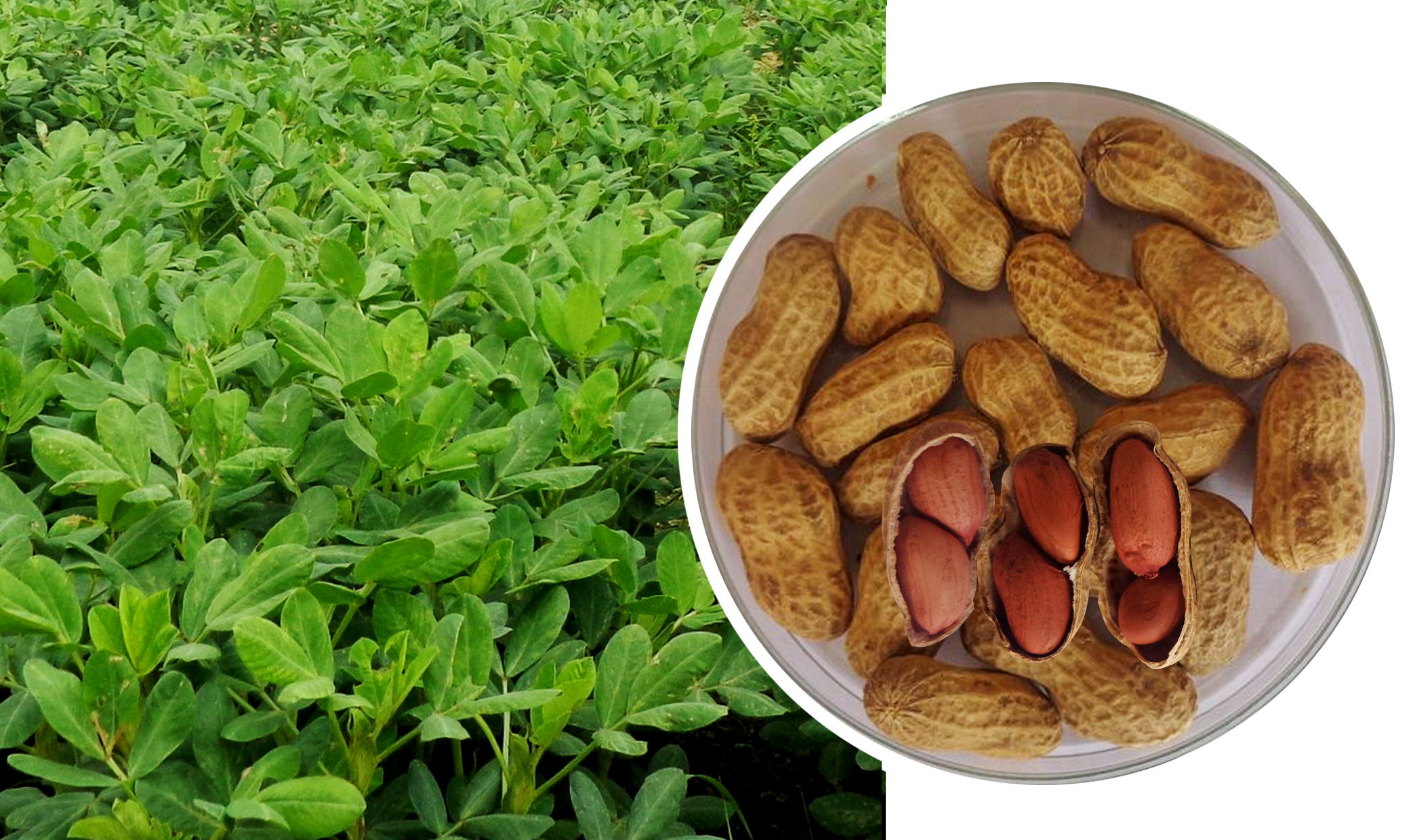 New Superior Groundnut Variety Developed by ICRISAT & BARI Released in Bangladesh 