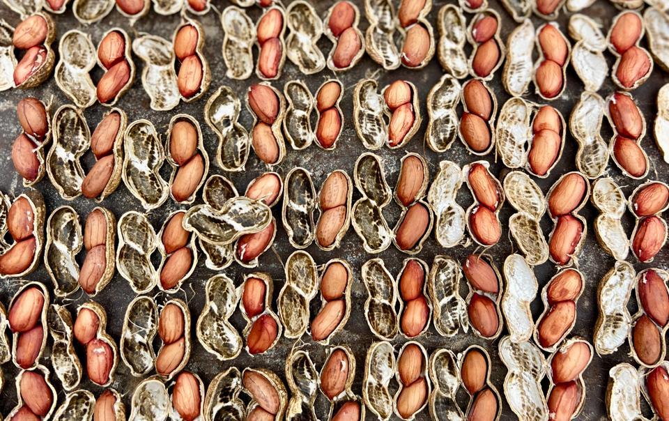 Groundnut varieties.