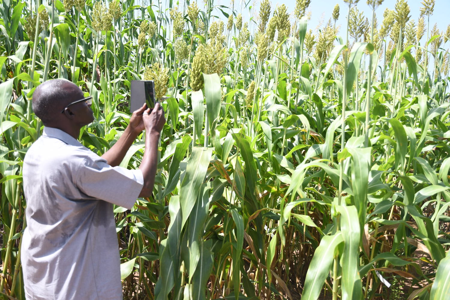 A participant to a sorghum production field visit in Mali