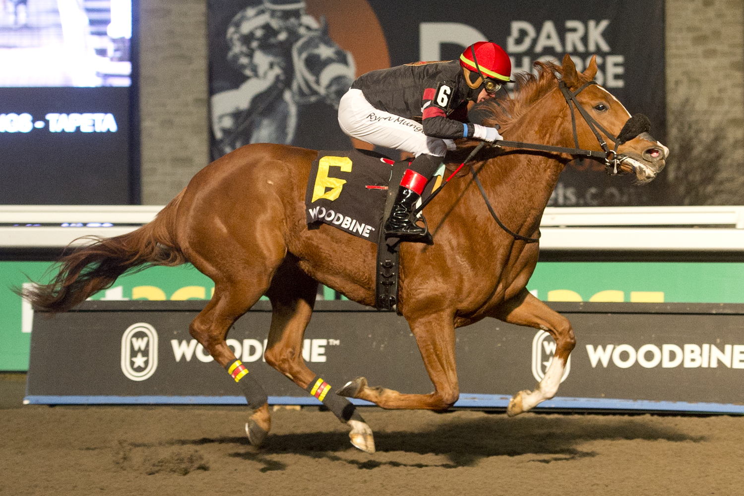 Shamans Girl and jockey Ryan Munger winning the Shady Well Stakes on December 2, 2023 (Michael Burns Photo)