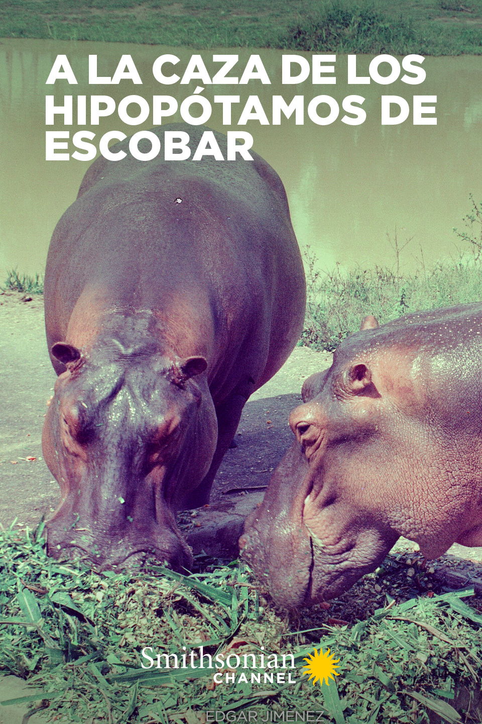 A la caza de los hipopótamos de Escobar