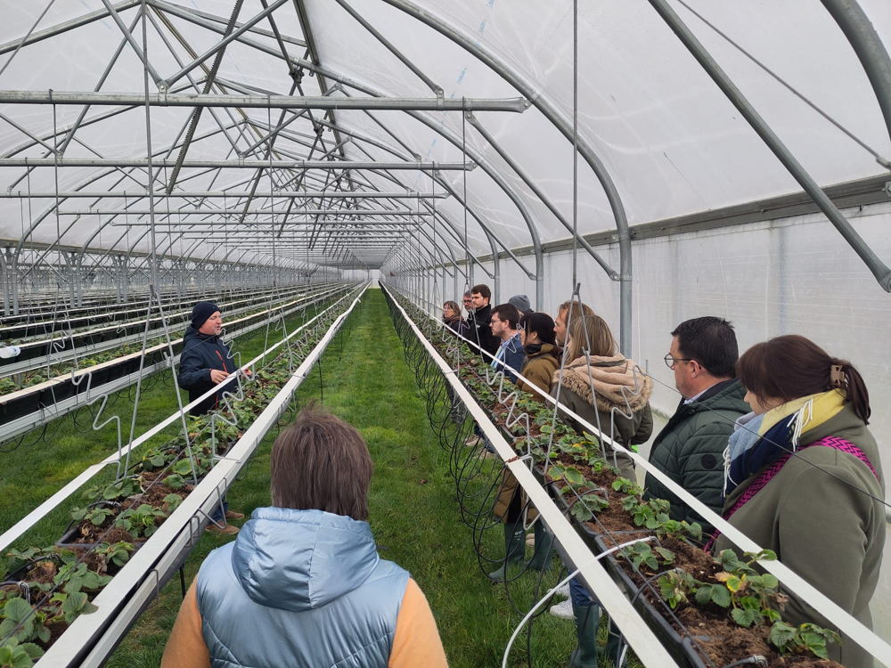 Aardbeienbedrijf in Lokeren