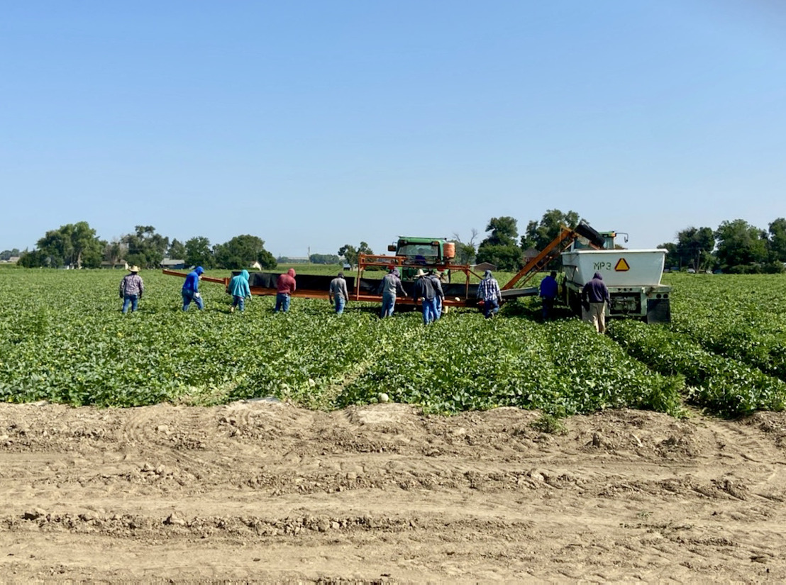 The wait is over: Rocky Ford Cantaloupe season is here!