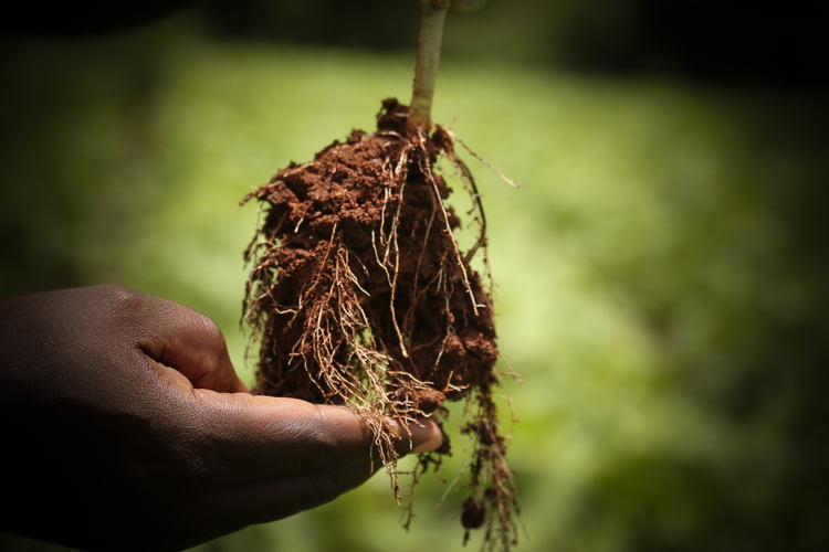 Inspection of roots for crop diseases