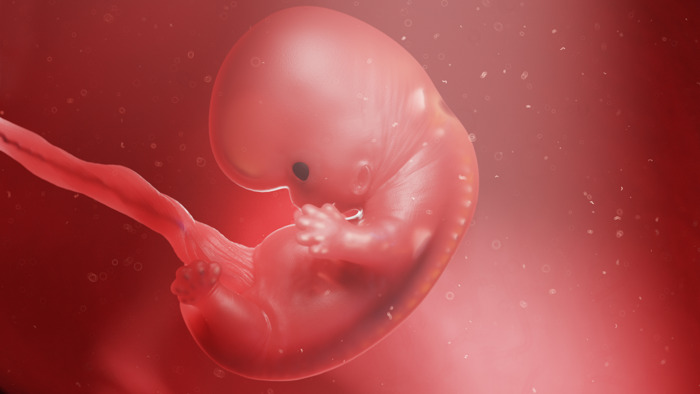 ‘Mini-longen’ uit vruchtwatercellen voorspellen succes longoperatie bij foetus in de baarmoeder 
