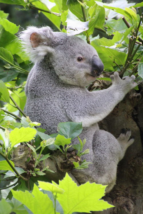 Koala Nu Nuru Bin 
( aflevering 1)